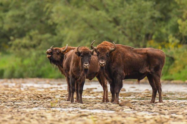 istock Wisents (Bison bonasus) in the San river. Bieszczady Mountains. Poland. 1089940612
