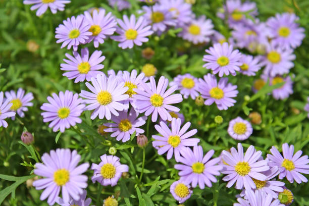 istock Colorful purple daisies background 1089941908