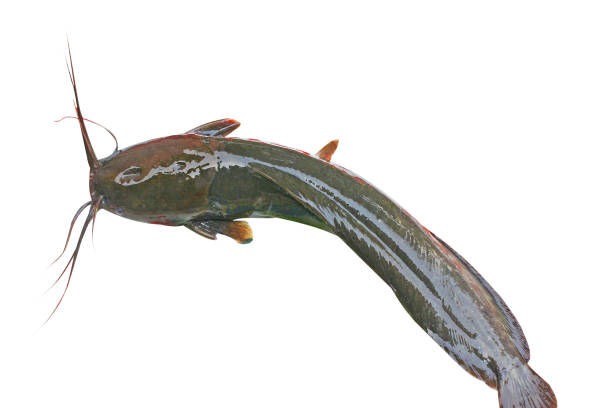 catfish isolated / fresh raw catfish isolate on white background - Fish of freshwater close up channel catfish