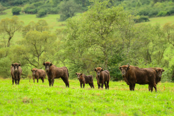 istock Wisent (Bison bonasus) in the meadow. Bieszczady Mountains. Poland. 1089942144