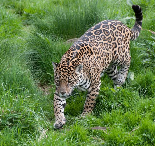 jaguar grasujący - leopard prowling black leopard undomesticated cat zdjęcia i obrazy z banku zdjęć