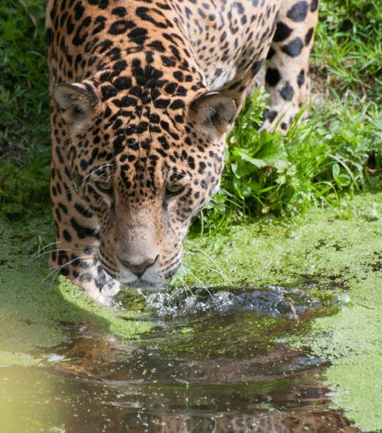 jaguar grasujący - leopard prowling black leopard undomesticated cat zdjęcia i obrazy z banku zdjęć