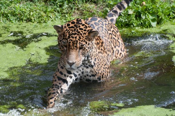 jaguar rondando - leopard prowling black leopard undomesticated cat - fotografias e filmes do acervo