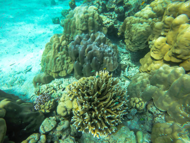 istock colorful coral reef in thailand 1089943470