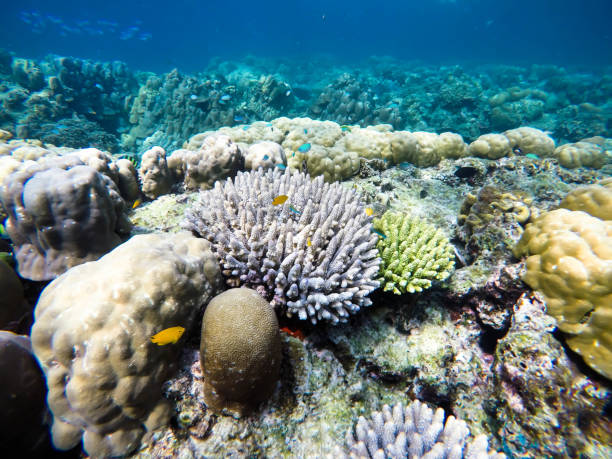 istock colorful coral reef in thailand 1089943500