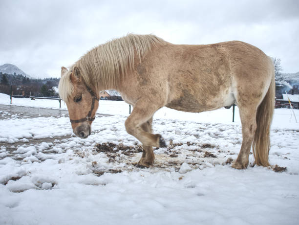 cheval blanc au pré de l’hiver. cheval sale humide - field event photos et images de collection