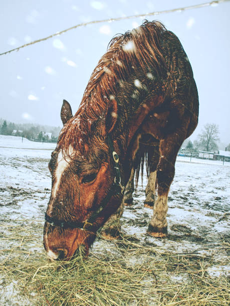 cheval bénéficie de neige dans le paddock d’hiver - field event photos et images de collection
