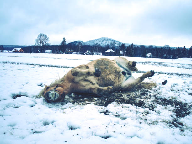 se trouve à cheval dans la neige gratuit. chevaux, rouler dans la neige souvent - equestrian event photos et images de collection