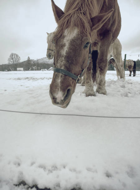 brun de cheval dans la neige qui tombe avec visage étroite - field event photos et images de collection