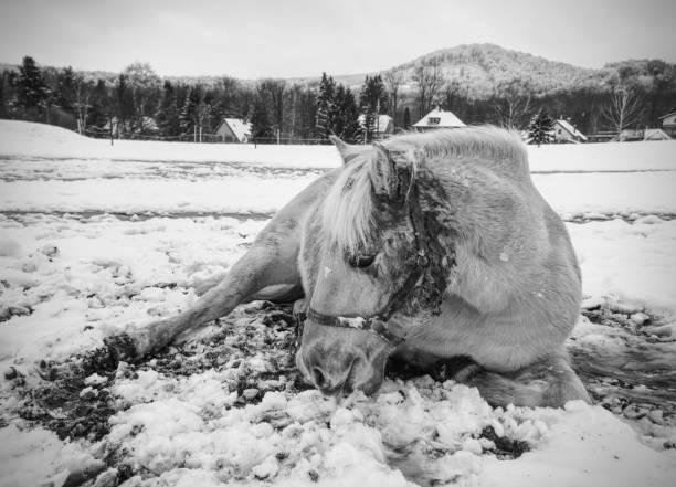 cheval de ferme pose dans la neige dans la journée d’hiver. - equestrian event photos et images de collection