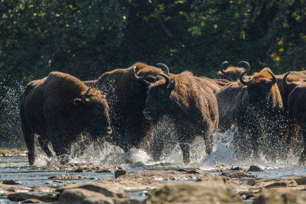 istock Wisents (Bison bonasus) in the San river. Bieszczady Mountains. Poland. 1089948594