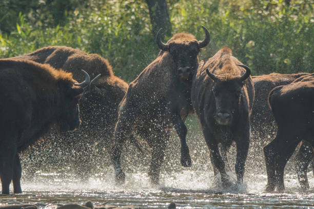 istock Wisents (Bison bonasus) in the San river. Bieszczady Mountains. Poland. 1089948596