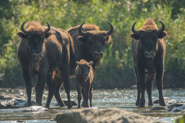 istock Wisents (Bison bonasus) in the San river. Bieszczady Mountains. Poland. 1089948598
