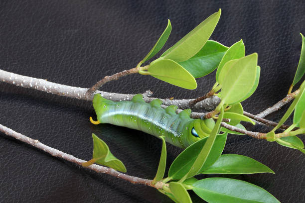 Oleander hawkmoth caterpillar  (Daphnis nerii, Sphingidae) on the branch of tree on dark reflex floor. Oleander hawkmoth caterpillar  (Daphnis nerii, Sphingidae) on the branch of tree on dark reflex floor. oleander hawk moth stock pictures, royalty-free photos & images