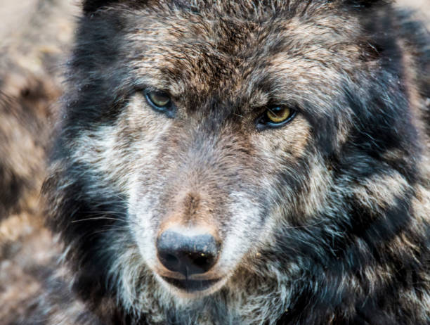 istock Close up head shot of a Gray Wolf. 1089948832