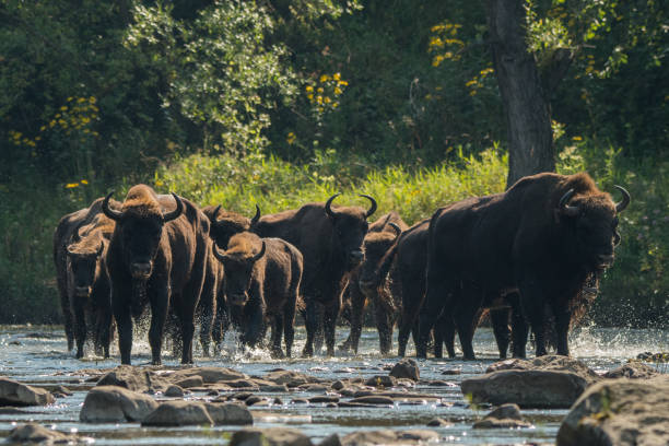 istock Wisents (Bison bonasus) in the San river. Bieszczady Mountains. Poland. 1089948864