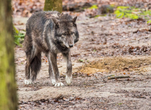 istock Gray Wolf walks through a wooded lot. 1089950064