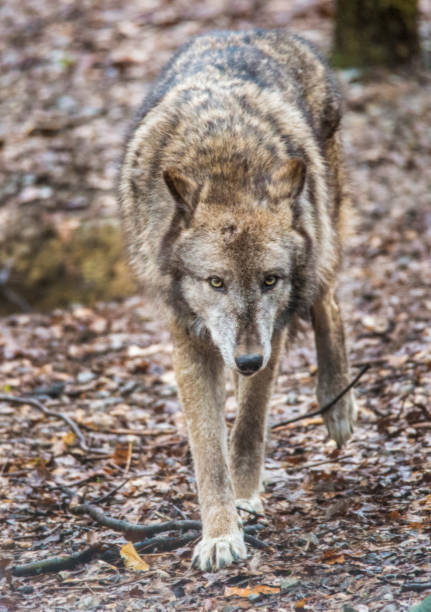 istock Vertical-Gray Wolf walking across an enclosure. 1089950144