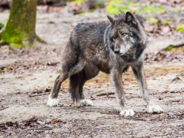 istock Portrait of a Gray Wolf stretching his legs. 1089951482