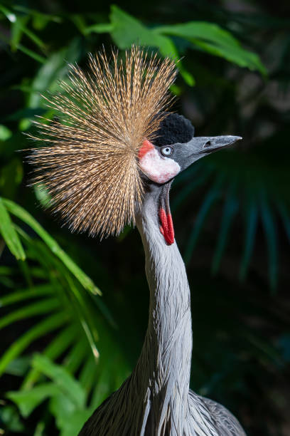 istock Grey crowned crane head and neck shot looking straight up 1089953052