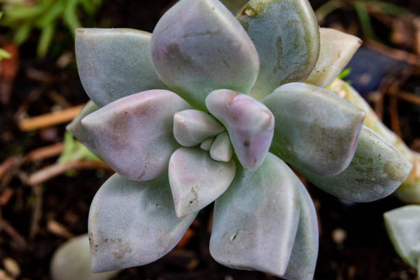 istock Garden succulent close up 1089953496