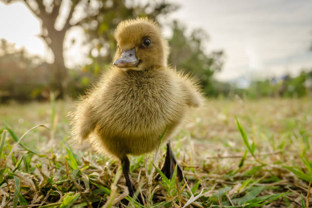 istock Yellow ducklings walk on the grass in the evening. 1089957692