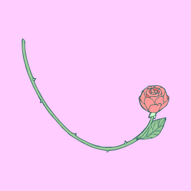 Long Stemmed Rose vector art illustration