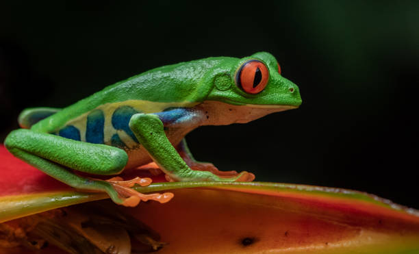 istock Red-eyed Tree Frog in Costa Rica 1089959524