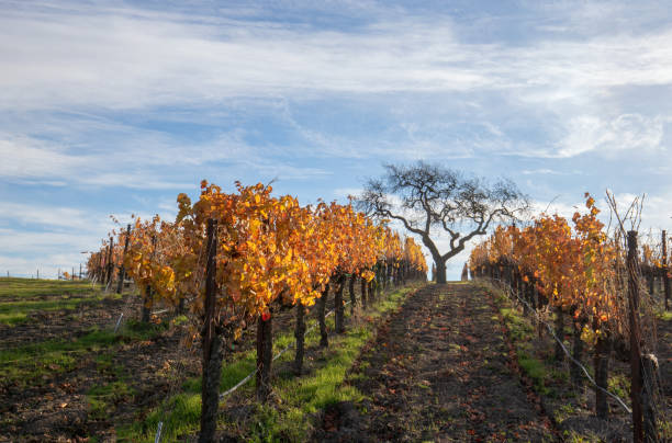 Winter view of tree in vineyard in the Santa Barbara foothills in Central California United States Winter view of tree in vineyard in the Santa Barbara foothills in Central California United States santa maria california photos stock pictures, royalty-free photos & images