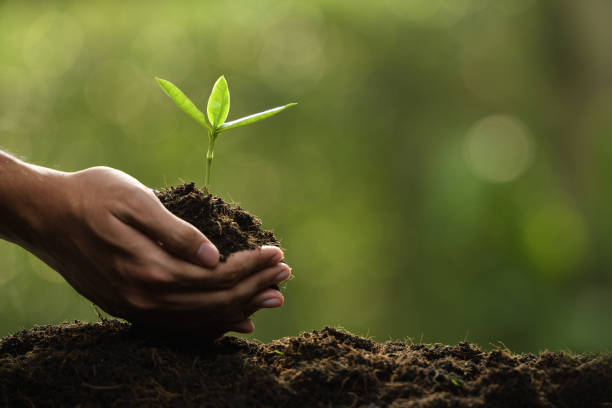 istock Hands holding and caring a green young plant 1089961128