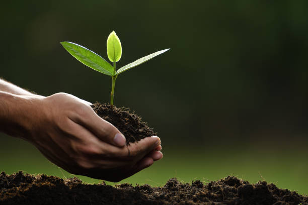 istock Hands holding and caring a green young plant 1089961130