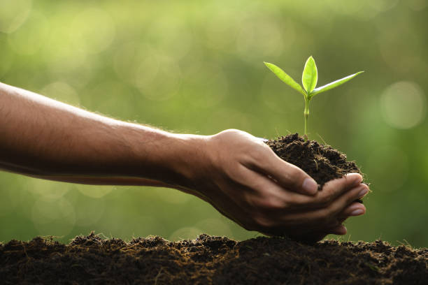 istock Hands holding and caring a green young plant 1089961134