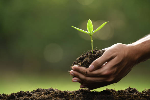 istock Hands holding and caring a green young plant 1089961140