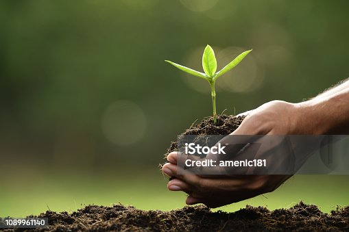 istock Hands holding and caring a green young plant 1089961140