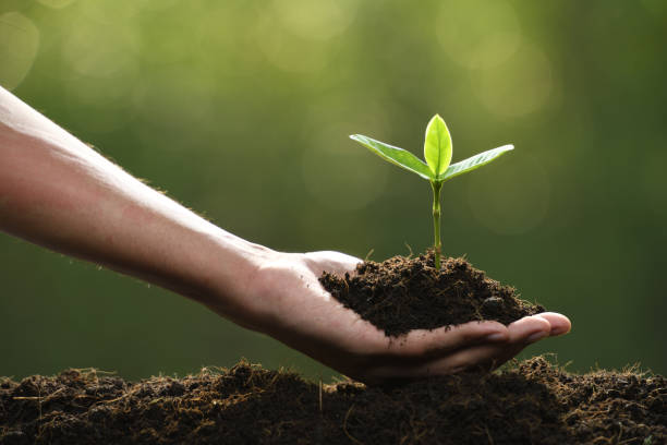 istock Hand holding and caring a green young plant 1089961164