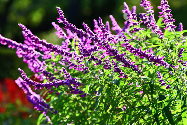 istock Mexican bush sage / Salvia leucantha 1089972954
