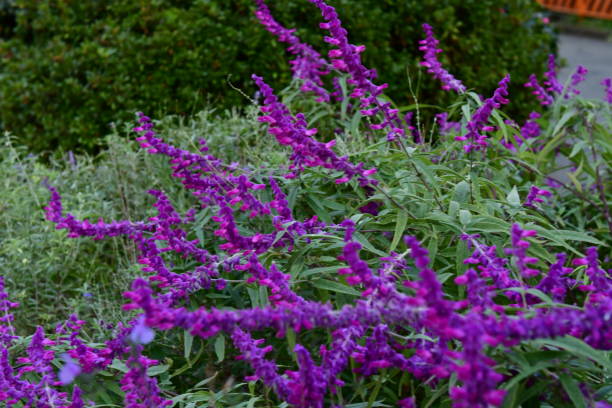 istock Mexican bush sage / Salvia leucantha 1089973024