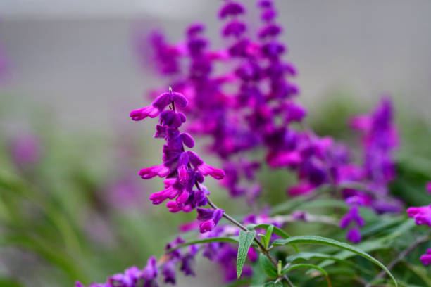 istock Mexican bush sage / Salvia leucantha 1089973034