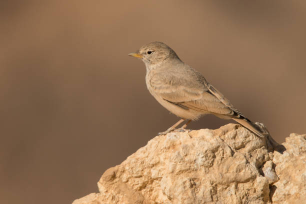 istock Desert Lark / Ammomanes deserti 1089973202