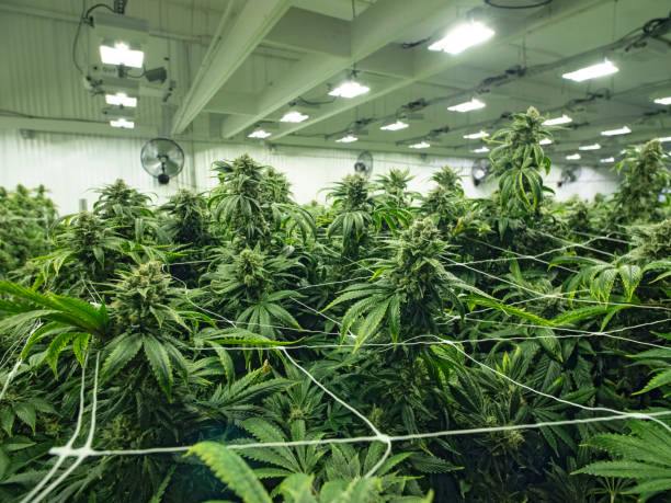 cannabis crescendo no negócio comercial crescer plantas de maconha do espaço feminino de brotamento - gardening growth crop harvesting - fotografias e filmes do acervo