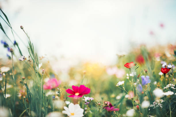 여름 풀밭 - beauty in nature flower head flower spring 뉴스 사진 이미지