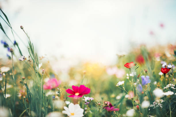 Summer Meadow Summer meadow full of colorful flowers. tranquil scene photos stock pictures, royalty-free photos & images