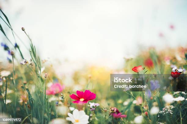 Foto de Prado De Verão e mais fotos de stock de Flor - Flor, Prado, Verão