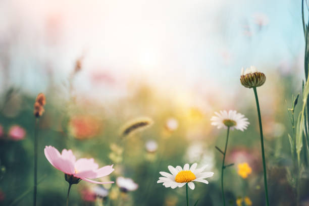 istock Green Meadow With Colorful Flowers. 1089974984
