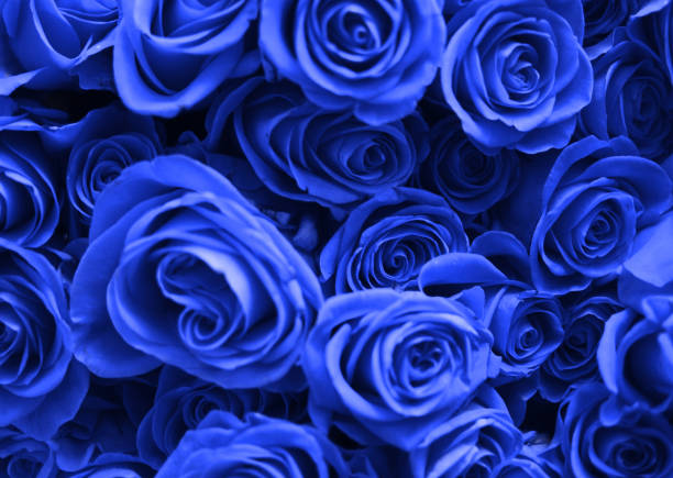 istock Blue Rose Flowers Buds Background 1089975052