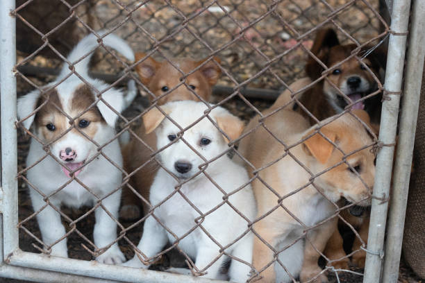 檻の中の多くの子犬 - confined space ストックフォトと画像
