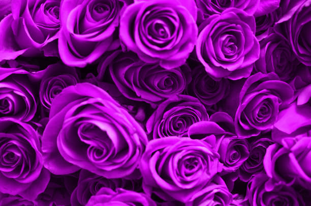 istock Purple Rose Flowers Buds Background 1089976080