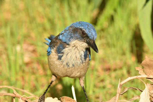 istock Santa Cruz Island Scrub Jay 1089976206