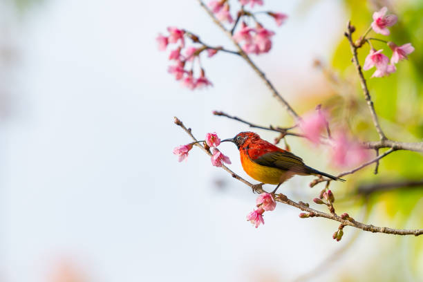 istock A colorful tiny Mrs.Gould's sunbird perch on Wild Himalayan Cherry branch 1089976770