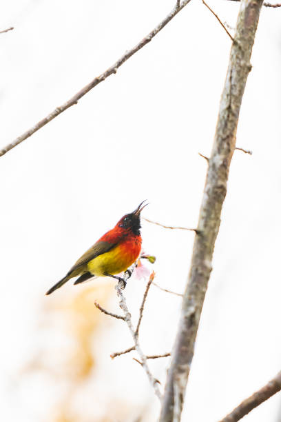 istock A colorful tiny Mrs.Gould's sunbird perch on Wild Himalayan Cherry branch 1089976776